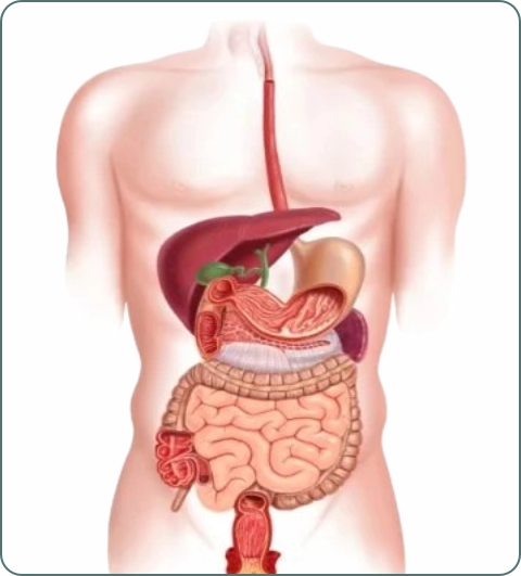 Digestive system illustration
